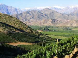 История чилийских вин