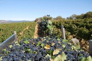 История арагонских вин
