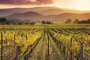 История калифорнийских вин