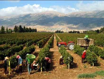 История ливанских вин