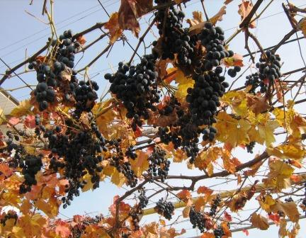 Автохронные сорта винограда